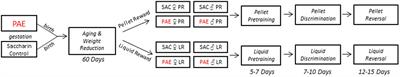 Reinforcer value moderates the effects of prenatal alcohol exposure on learning and reversal